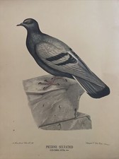 Ornitologia Piccione selvatico