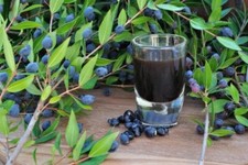 bacche di mirto per liquore fresche bio