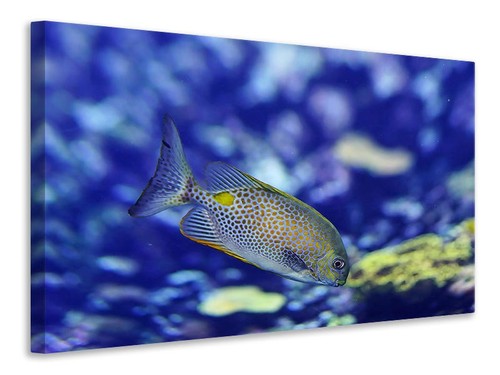 Quadro tela pesce - su,