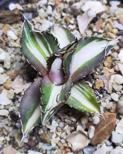 Raro cactus agave titanota - raro,