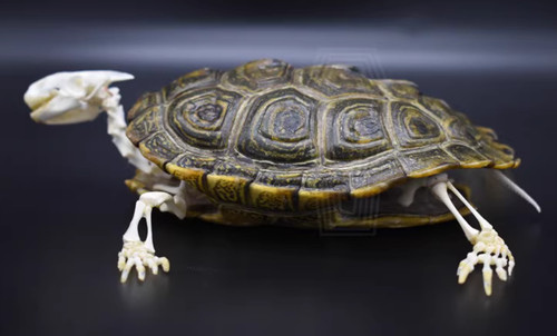 Real diamondback terrapin - real,
