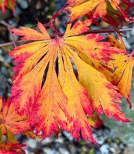 Acer japonicum cv