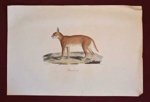 Antica litografia colori - litografia, a