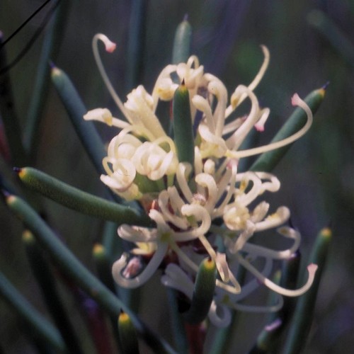 Dagger hakea ml - 30,