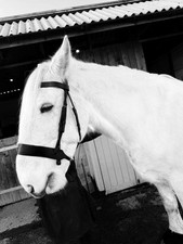 Hunter Bridle draft size