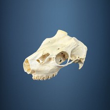 582SKU Teschio di cervo