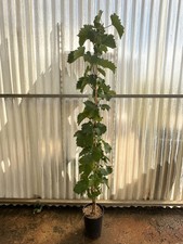 Pianta di uva, vitis vinifera, in vaso. Varietà a scelta. Età 2 anni, 120-150cm