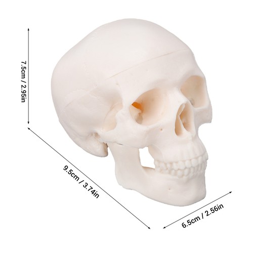 Modello espositore teschio 2 - espositore,