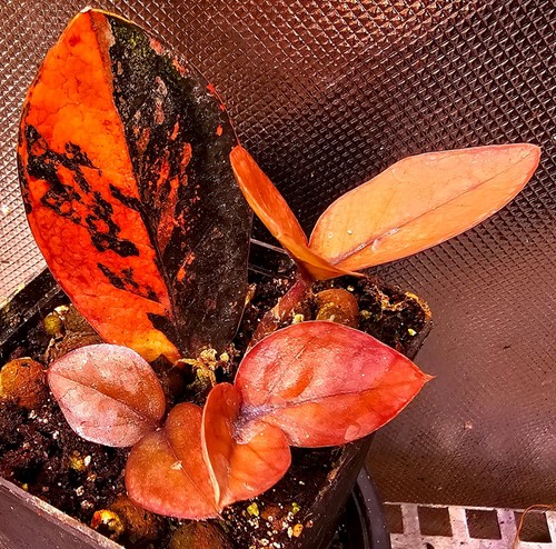 Zamioculcas zamiifolia nero - zamioculcas,