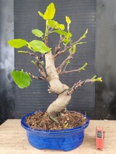 bonsai di fico  h 53 cm visita