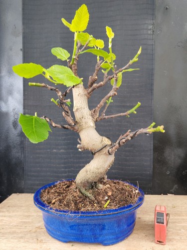Bonsai fico 53 cm - fico, visita