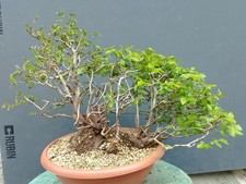 Bonsai Carpino Bianco 43x30cm