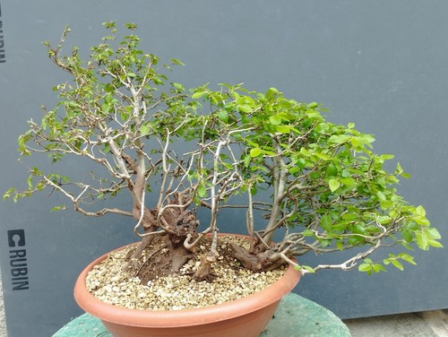 Bonsai carpino bianco - carpino,