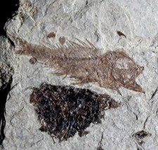 Serranus budensis - Pesci