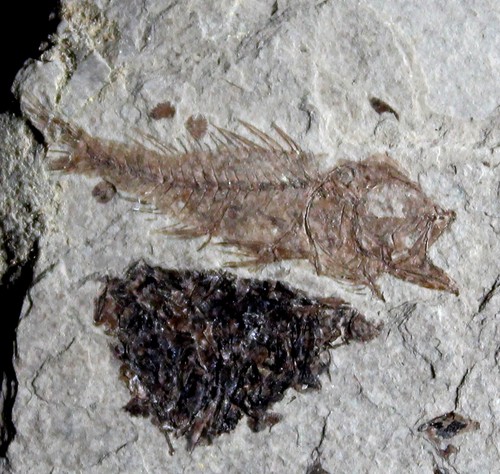 Serranus budensis pesci - serranus,