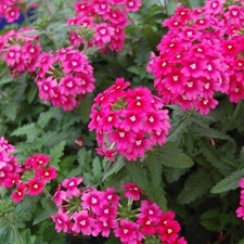 1 PIANTA DI VERBENA IN VASO