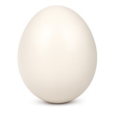 Uovo di struzzo vero naturale