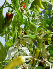 PEPERONCINO Fish 10 SEMI 