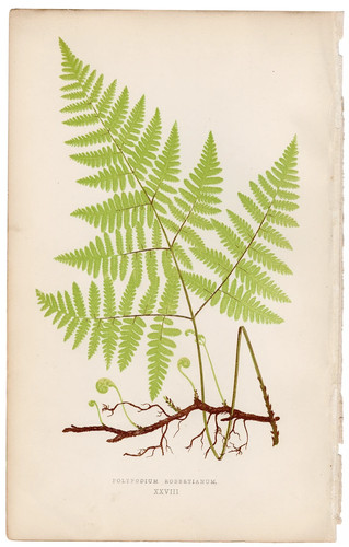 Antica stampa botanica 1872