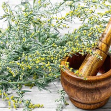 ARTEMISIA ABSINTHIUM - ASSENZIO MAGGIORE / WORMWOOD, 100 SEMI SELEZIONATI