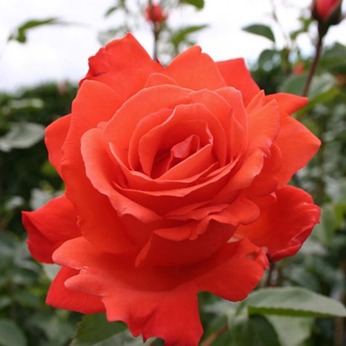 Semi rosa alexander - rosa, "