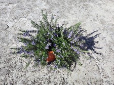 1 Pianta Vigorosa Rosmarino