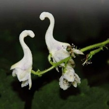 Semi orchidea anatra - orchidea,
