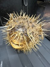 Pesce Istrice Porcospino imbalsamato - Diodon hystrix  (2)