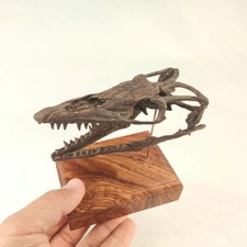 Statua dinosauro teschio