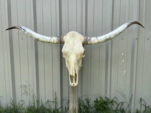Longhorn teschio sterzo 4 - di,