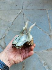 Corna di giovane animale trovate nel bosco-capriolo? cervo?