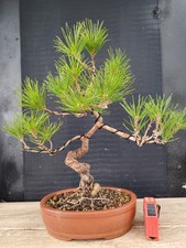 bonsai pino nero tumbergii 41