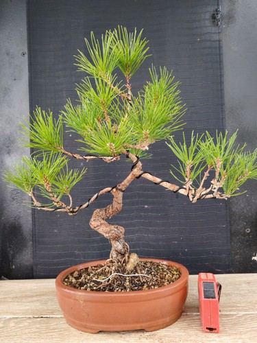 Bonsai pino nero - bonsai,