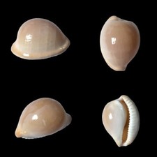 Cypraea, Cypraeovula iutsui atlantica, Western Cape, S. Africa, 29,5 mm, RARE