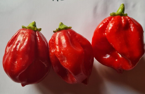 7pot bubble gum red - gum, polvere