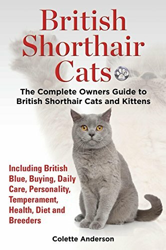 British shorthair cats the - cats,,