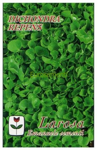 Tappeto erboso dichondra - tappeto,