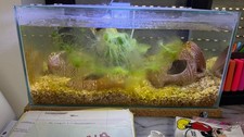 acquario completo zoolux betta