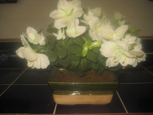 Azalee ceramica fioriera - azalee,