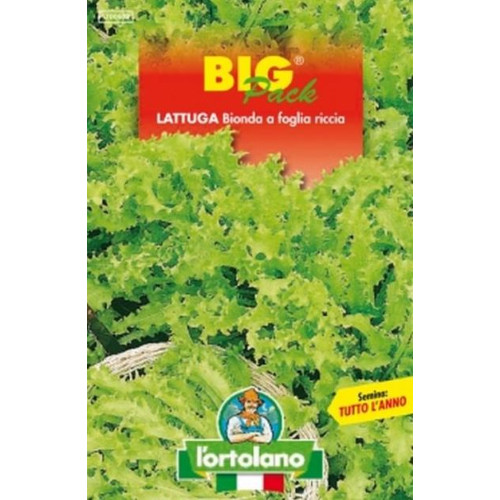 Lattuga bionda foglia riccia - lattuga,