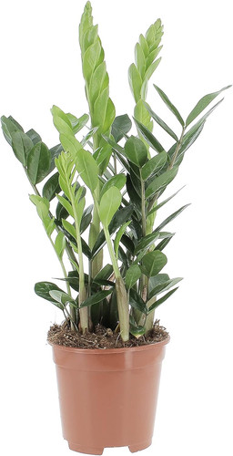 Zamioculcas zamiifolia - zamioculcas,