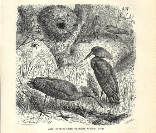 Stampa antica uccello umbretta - antica,