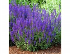 200+ Vera Lavender Seeds