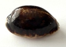 Superbe Cypraea Eglantina