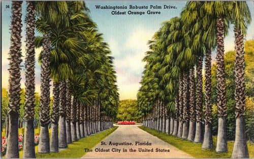 Washingtonia robusta palm - washingtonia,
