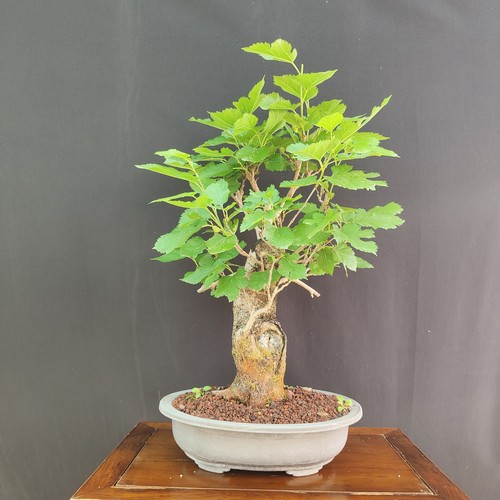Pre bonsai gelso nero - di,