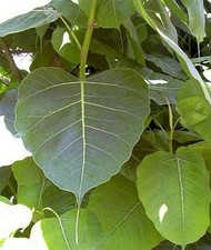 Ficus religiosa arbuste sacré - religiosa,