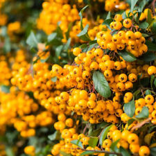 Piracanta gialla "Pyracantha coccinea Soleil d'Or" piantavaso ø8 bio h 60/100 cm