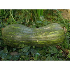 15 semi di ZUCCA GIALLA DI NAPOLI + OMAGGIO