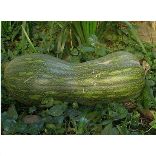 Semi zucca gialla - 15,